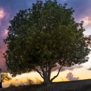 A solitary tree stands against a colorful sunset sky.