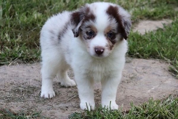 Closeup shot of puppy in black and white