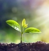 Ingredient Capital Partners