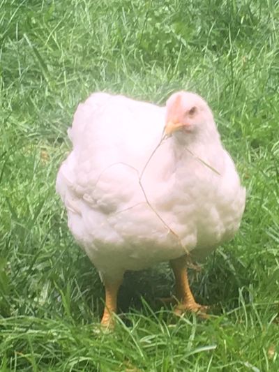 Non-GMO Pastured Poultry (this was a 2018 bird raised on our farm)