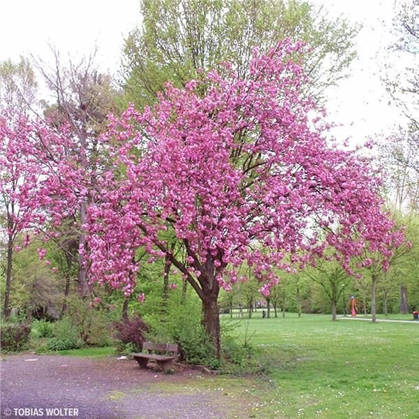 Blooming Landscape & Design