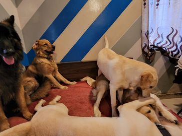 Dogs Playing in a safe environment.