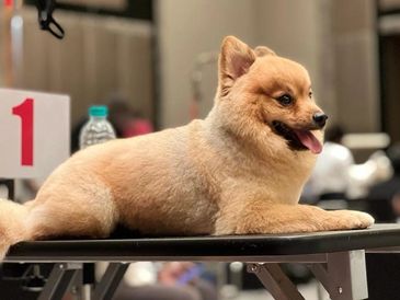 A groomed toy Pom