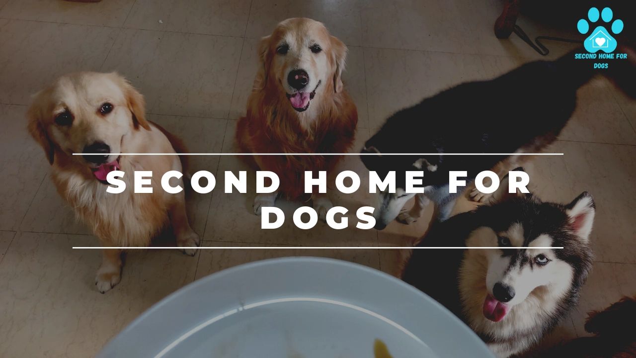 primal nuggets feeding guide