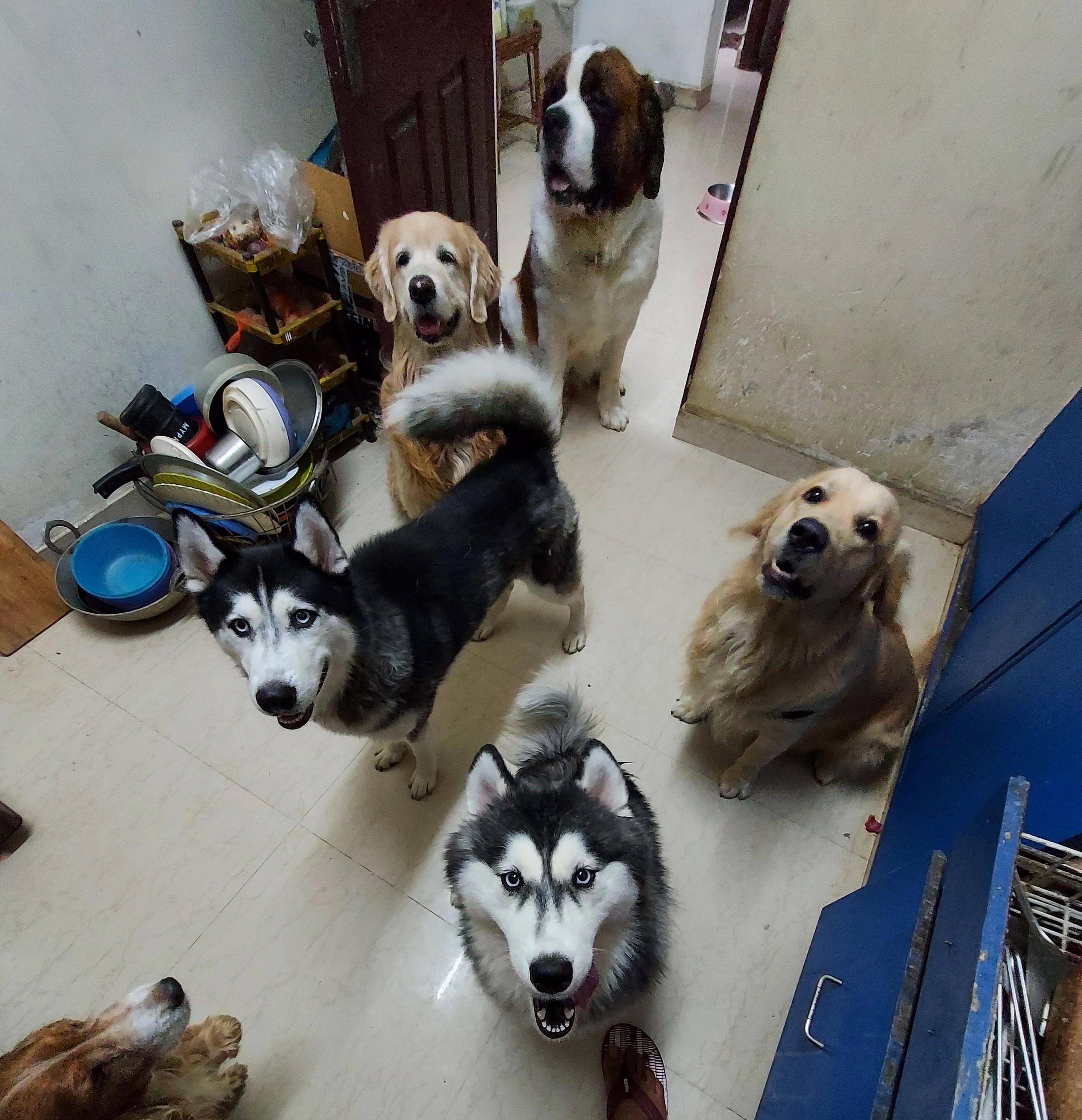 What Is Home Dog Boarding