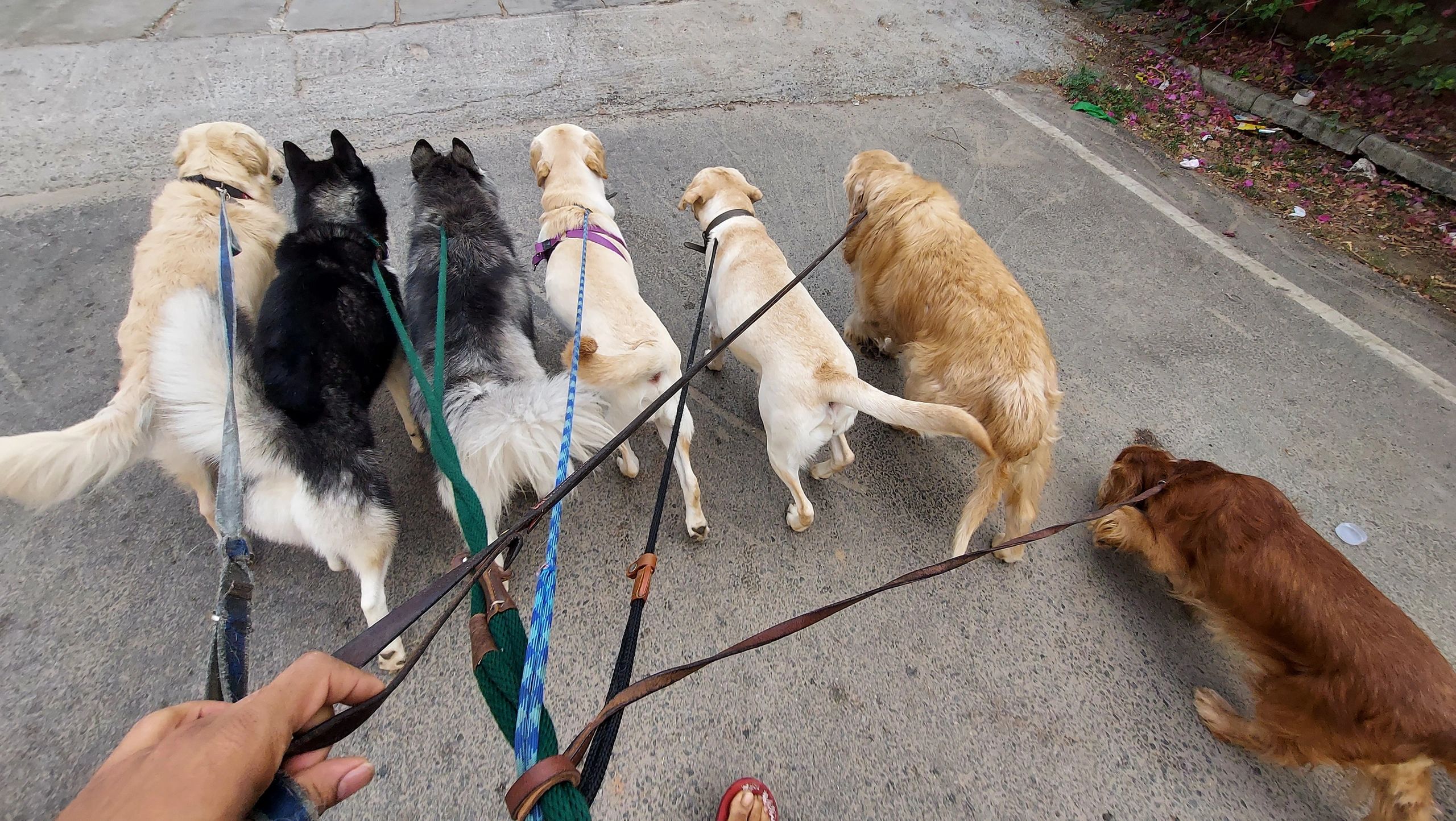 Loose Leash Walking For Dogs