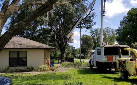 Tree trimming and Removals 