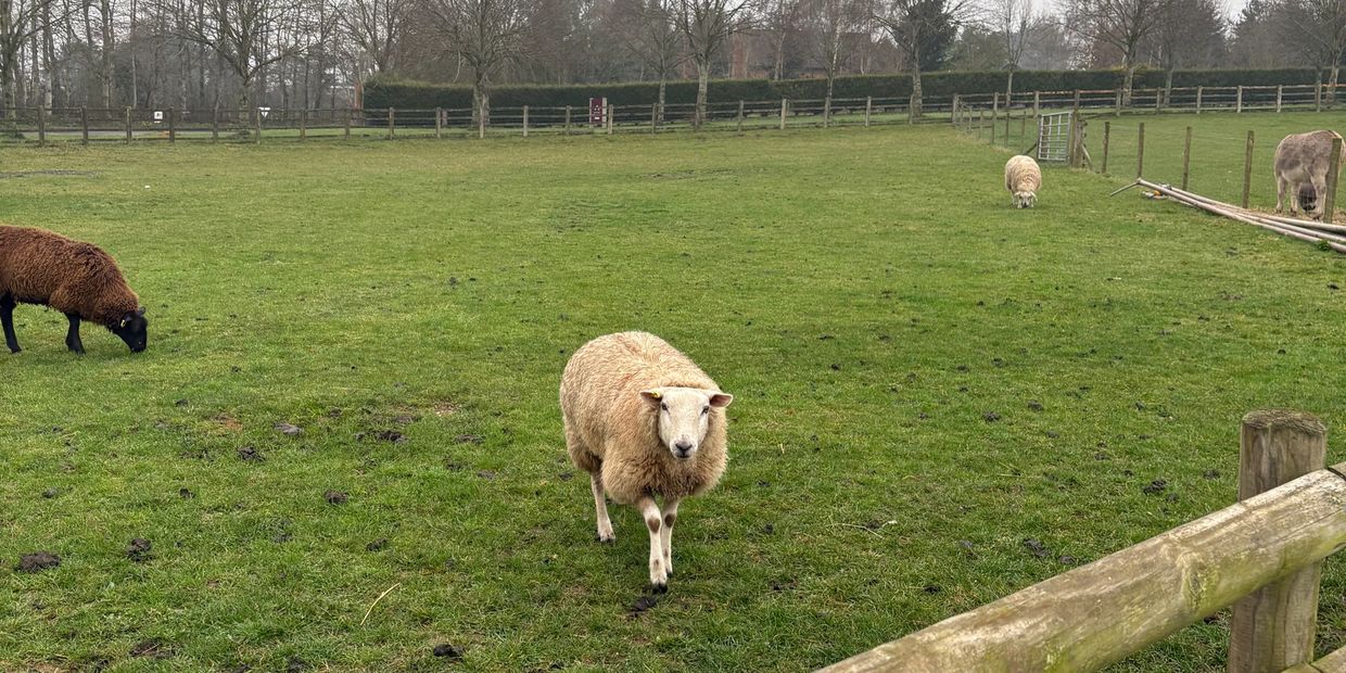 Top Barn Business Park. Sheep. Farm