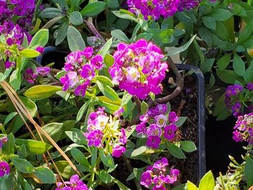 Alyssum Purple