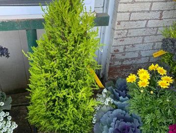 tree and flowers