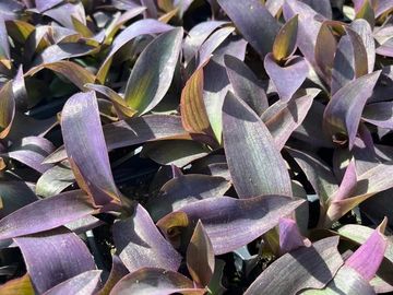 Purple heart plant