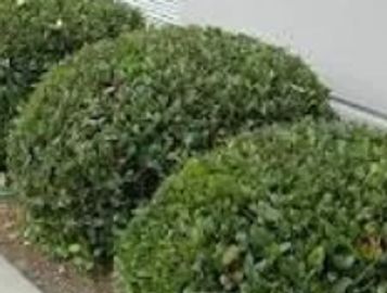 bushes