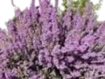 bushes
