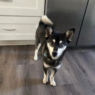 A curious black and white dog with one blue eye standing on a wooden floor.