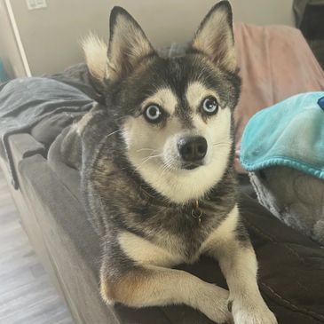 A husky dog with striking blue eyes lying on a bed.