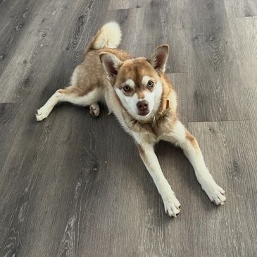 A brown and white dog lying on a wooden floor looking up.