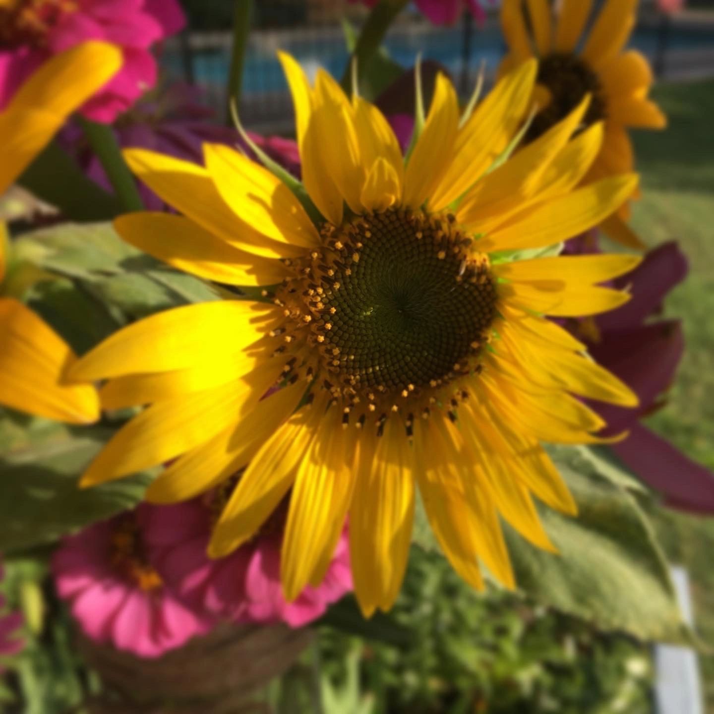 Locally Grown Sunflower