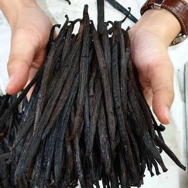 Showing Vanilla sticks in hand from Madagascar