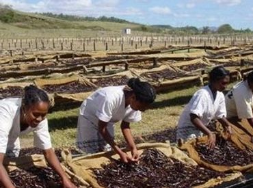 Showing Madagascar Vanilla being dried by farm workers