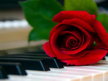 Red rose lying on a piano keyboard