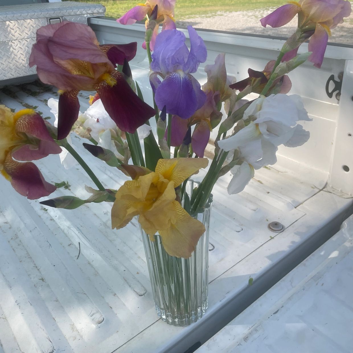 Irises in vase on truck bed 