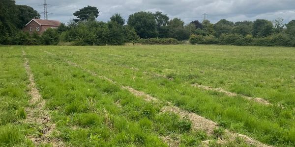 The dog exercise field