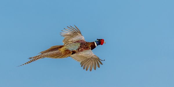 9th Annual Cackle & Spur Charity Pheasant Hunt
Choose to hunt at either Sand Pine Pheasants or Gold 
