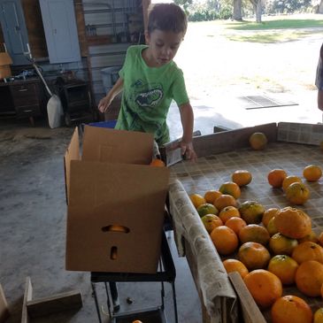 Florida Classic Tangerines – Florida Classic Growers