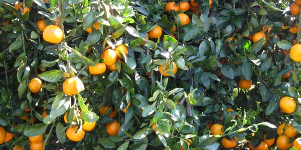 Florida Classic Tangerines – Florida Classic Growers