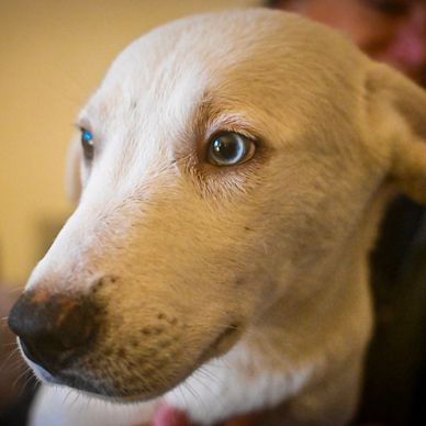 Close-up of a white dog with expressive eyes.