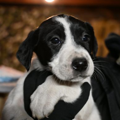 A black and white puppy being held.