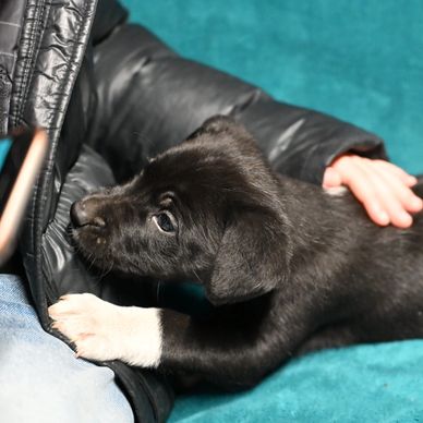 Black puppy with white paws cuddles beside a person.