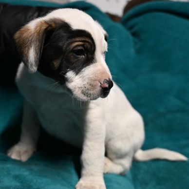 A white puppy with black patches sits on a teal blanket.