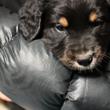 Close-up of a black and brown puppy resting on a dark fabric.