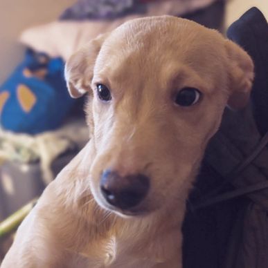 Close-up of a light brown puppy with soulful eyes.