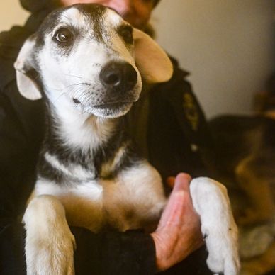 A person holding a calm dog.
