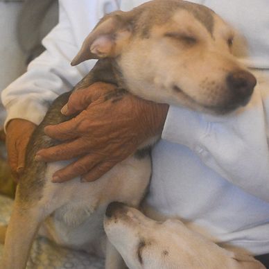Person hugging two content dogs.