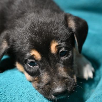 Close-up of a black and tan puppy on a blue blanket.