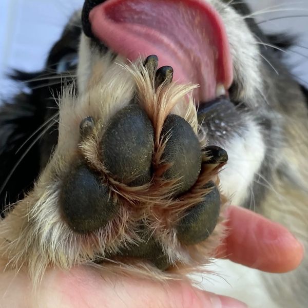 Gemma the Aussie Shepherd after treating her paws with RUFF TUFF STUFF!