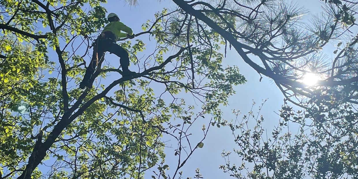 Tree removal, tree trimming, tree pruning, emergency tree removal, emergency tree trimming