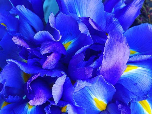 Blue Iris