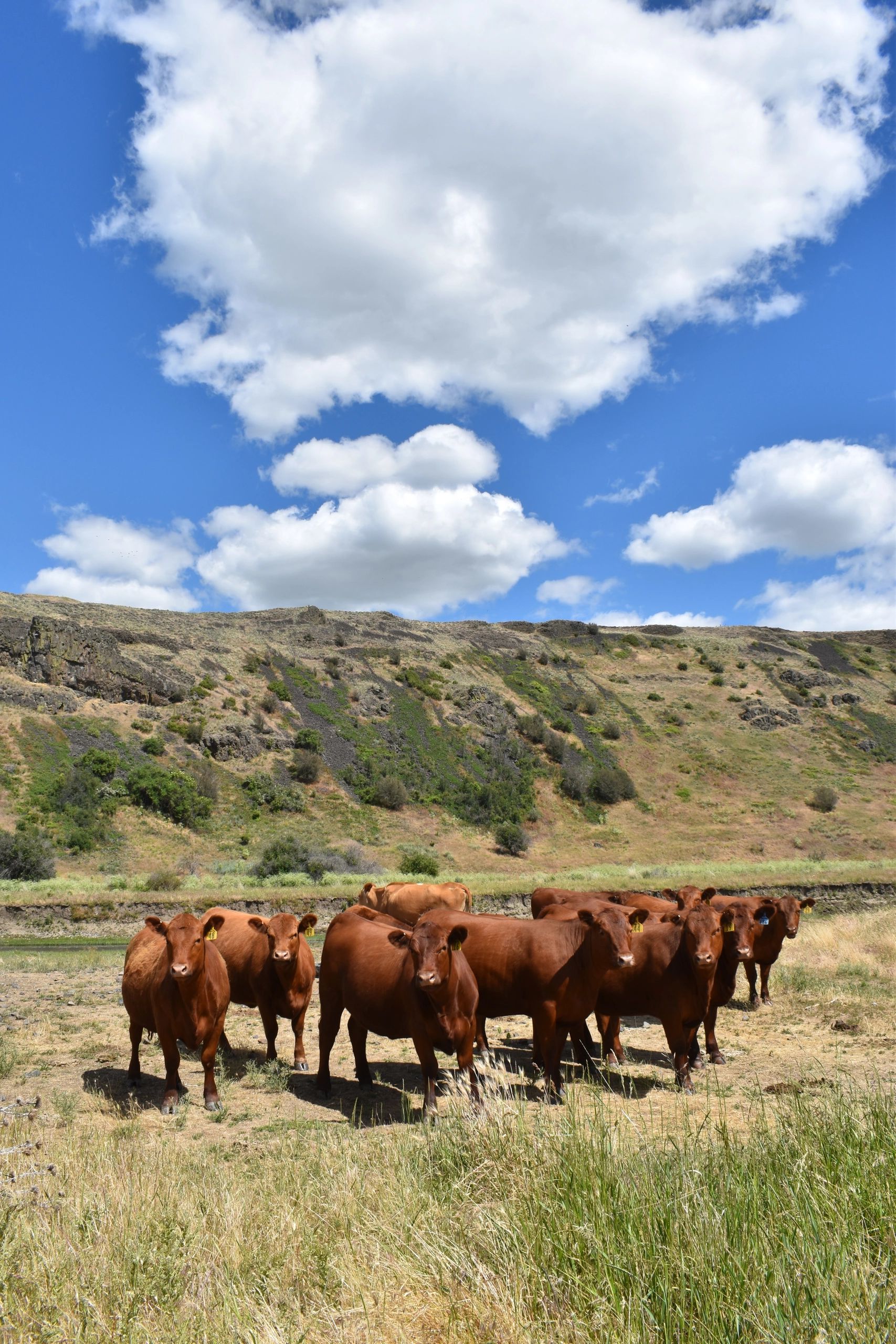 Lautenschlager & Sons Red Angus - Cattle, Ranching, Red Angus