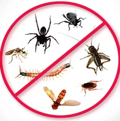 General pest control, ants, crickets, spiders, insects, exterminator
