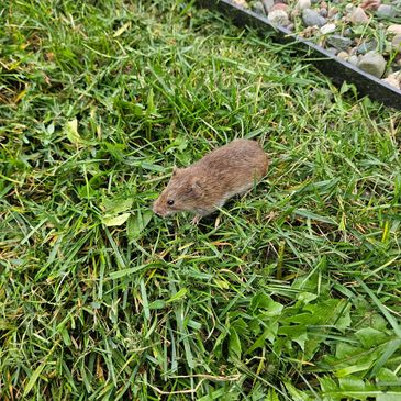 Vole found in yard 