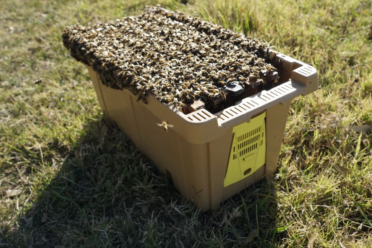 Bees Shp Live Bees