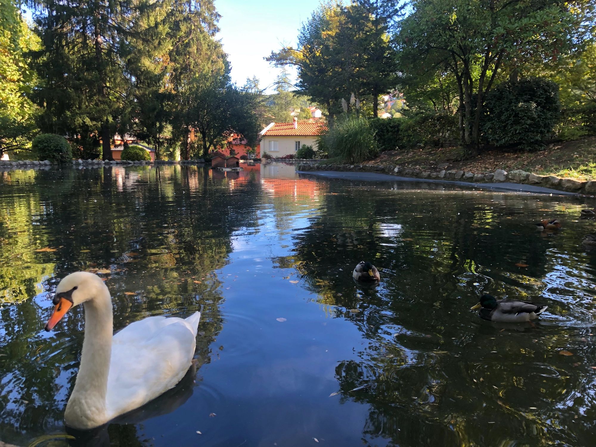 A swan swims toward the camera on a pond in France.