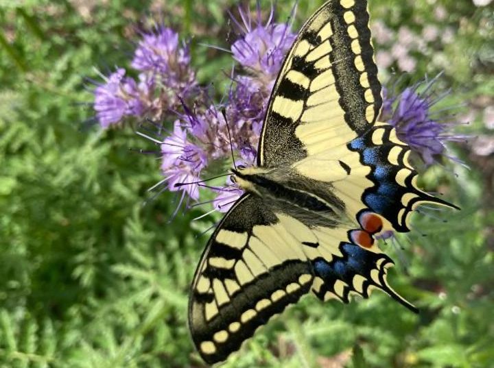 A beautiful yellow butterfly spreads its wings as it snacks on purple flowers.