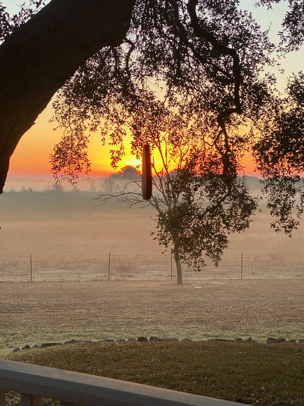 Sunrise behind tree branches and a misty field.