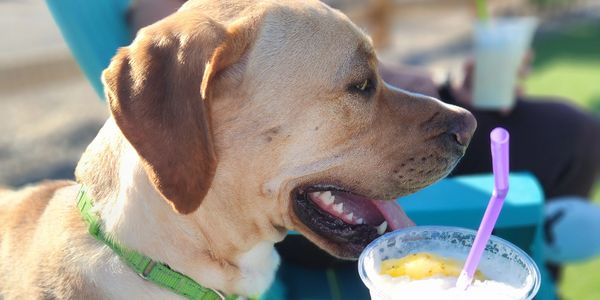 A dog with a green collar next to a drink with a purple straw.