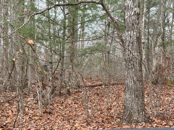 A dense forest scene with fallen leaves and bare trees in late autumn or winter.